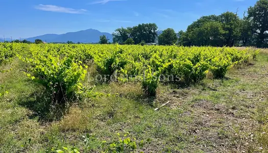 Vinsobres, Drôme Provençale - 6 Hectares de Vigne en AOC Vin 