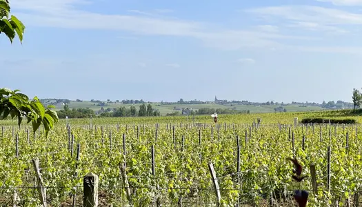 Opportunité Unique : Parcelle de Vignes en AOC Pomerol à Sai 
