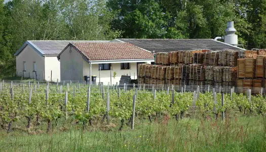 Scierie fabrication piquets de vignes au coeur du Médoc 
