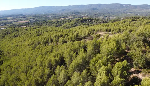 GRAMBOIS grand terrain de 3,53 hectares boisé  