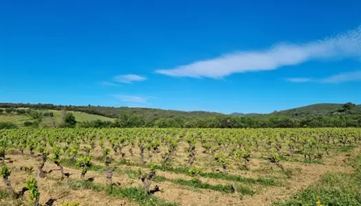 Domaine viticole de 17 ha en Aop Faugères, certifié en Agricul 