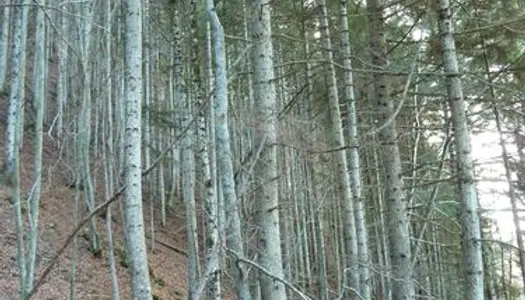 Bois, forêt de 5,213 hectares pentu NC à Saint-Jean Saint-Nicolas