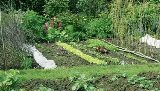 Jardin potager