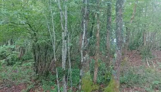 Petit domaine forestier 