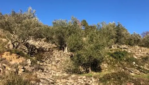 Terrain agricole avec des oliviers