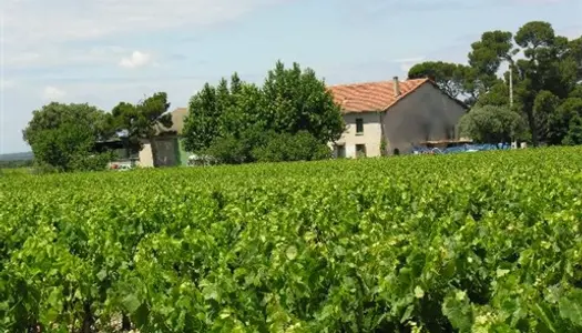 Domaine viticole