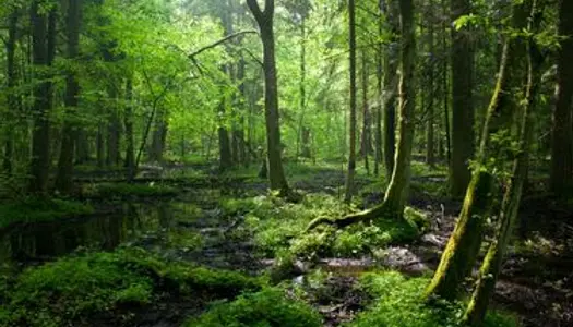 Terrain de Bois et de forêts dans l'Aisne