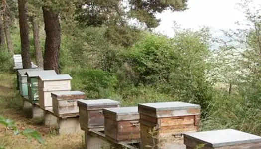 Forêt naurelle à louer dans l'Yonne idéal apiculteur
