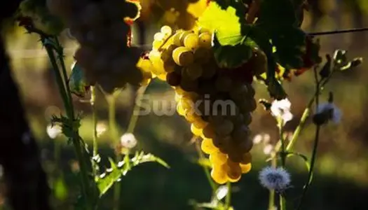 GIRONDE - Château XVIIIème siècle + vignoble