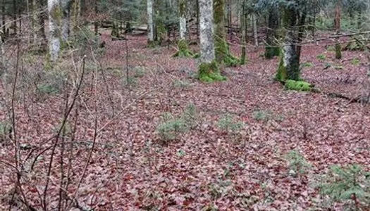 Parcelle forestière dans le Jura 