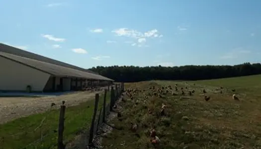 Vend bâtiment poules pondeuses plein air 