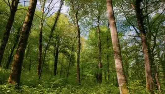 Parcelle de bois, forêt 
