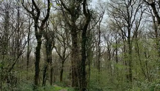 Bois forêt 