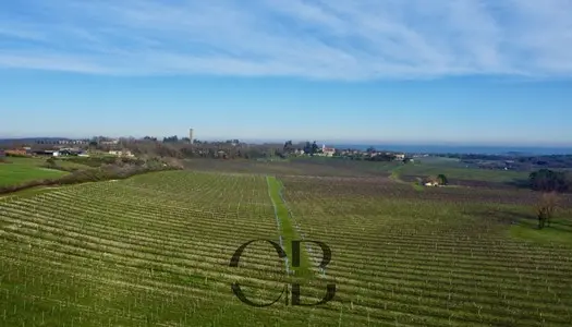 Propriété viticole au Sud de Bergerac