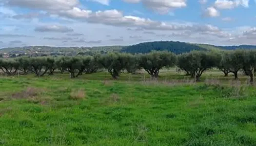 Terrain oliviers