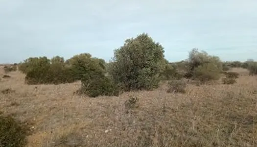 Loue terrain agricole avec oliviers 