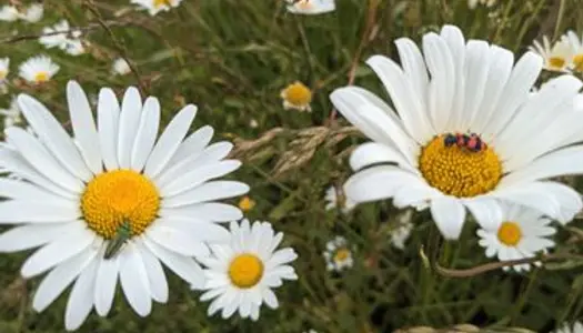 Location petit habitat + place au pré 