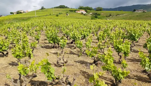 A saisir 2,7 hectares de vigne appellation Juliénas 