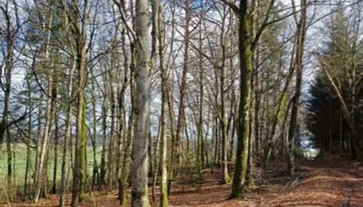Forêt mélangée en Corrèze