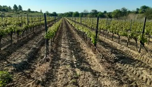 Vignes à vendre