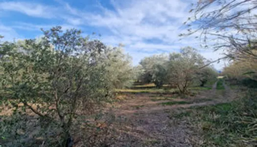 Terrain avec 400 oliviers productifs 