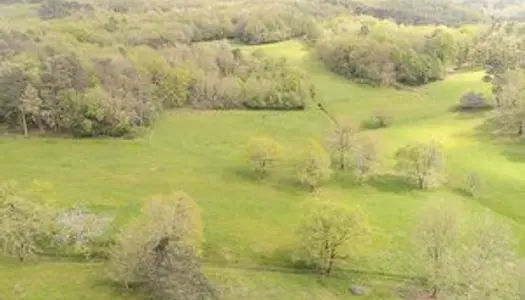 Terrain boisé - forêt 