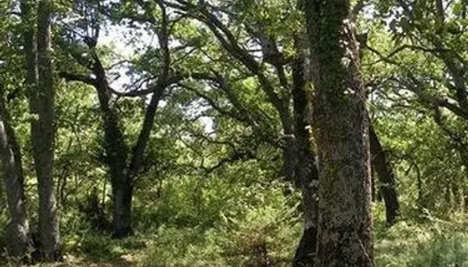 Che*rche terrain forestier/garrigue Secteur Lourmarin,Sannes,Cucuron,Ansouis