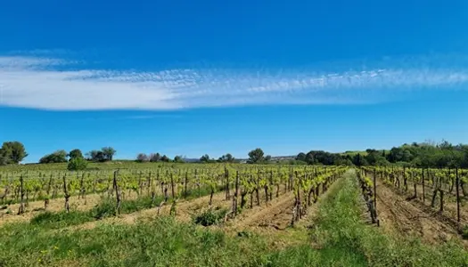 Exploitation viticole de 58 ha en Aop Faugères