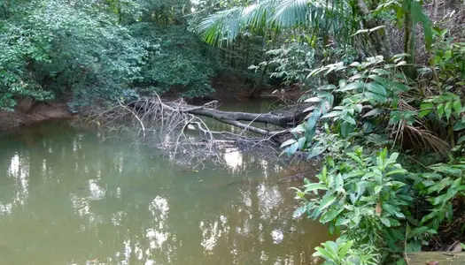 Exceptionnel, commune de Roura, parcelle agricole d'un hectare bord de crique, accès réseaux eau 