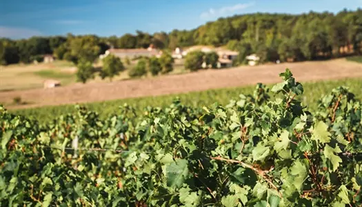 Petit domaine viticole de 13,5 hectares en Aoc Castillon Côtes de Bordeaux, comprenant l'e