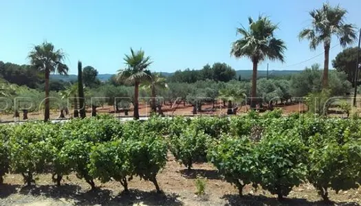 LITTORAL VAROIS PROPRIETE OLIVERAIE VIGNE 8 HA