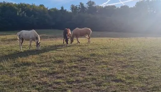 Pré chevaux + Maison d'habitation 