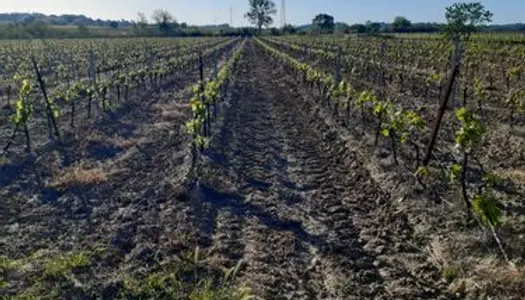 à vendre vigne à cazouls les beziers