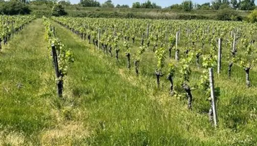 Terrain vignes cépages Merlot 