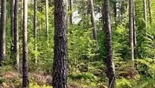 Vends parts de groupement forestier dans l'Aigoual