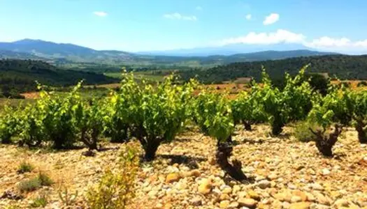 Parcelle de vignes Tautavel : Syrah, Grenache et Carignan 