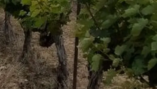 Loue 1 hectare de vignes en Cabernet Sauvignon 35 ans d'age 