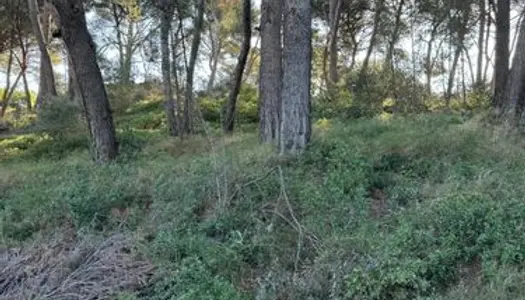 Rare - Maison à restaurer sur grand terrain arboré 