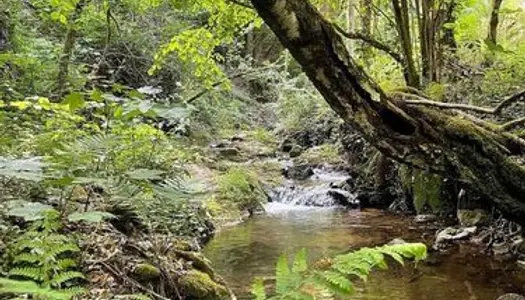 Propriété forestière 22 hectares en Bordure de Ruisseau
