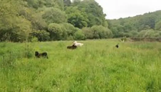 propriété de 5 hectares avec habitat léger. 