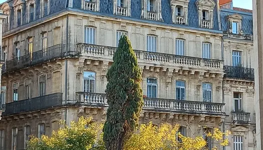 Montpellier Quartier : comédie L'immeuble fin du XIXème