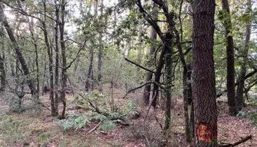 2 Terrains boisés NC (Châtaigniers et pins) situés à Cournon 56200 (proche du terrain de foot) 