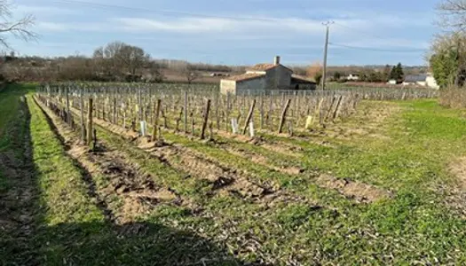 Petite propriété viticole AOC CANON FRONSAC