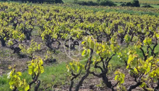 BEAUJOLAIS - Domaine viticole avec cuverie 