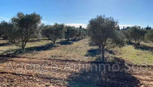 Vente Terrain 7500 m² à Aureille 371 000 €